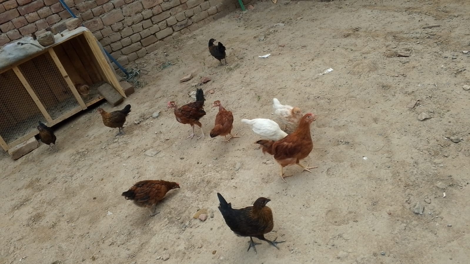 دیسی مرغیاں خالص خوراک کھاتے ہوئے