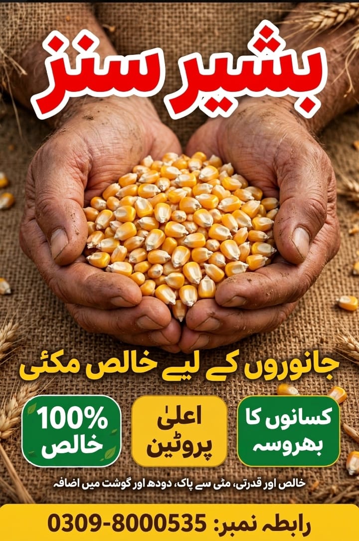 خالص مکئی دانہ ہاتھ میں