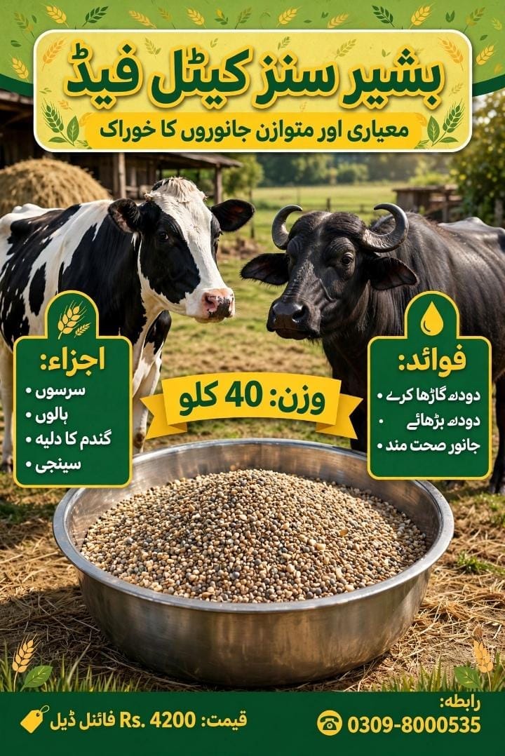 بشیر سنز کیٹل فیڈ